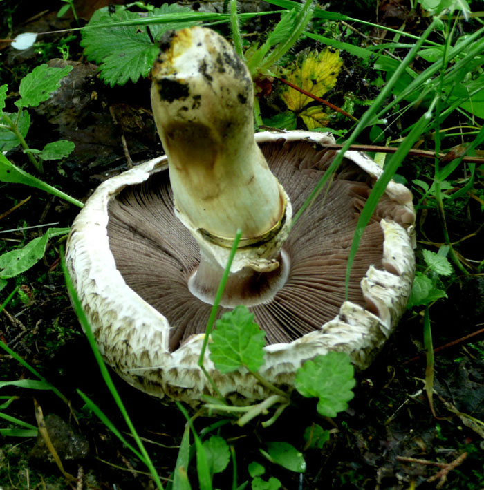 Agaricus pilatianus